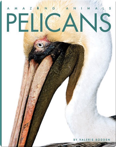 Amazing Animals: Pelicans