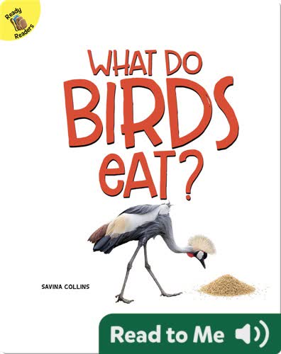 What Do Birds Eat?