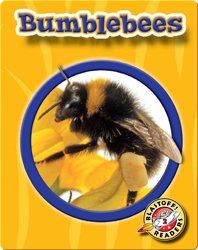 World of Insects: Bumblebees