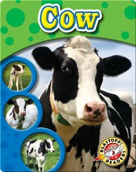 The Life Cycle of a Cow