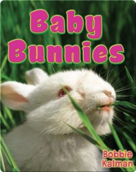 Baby Bunnies