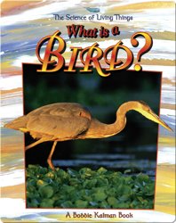 What is a Bird?