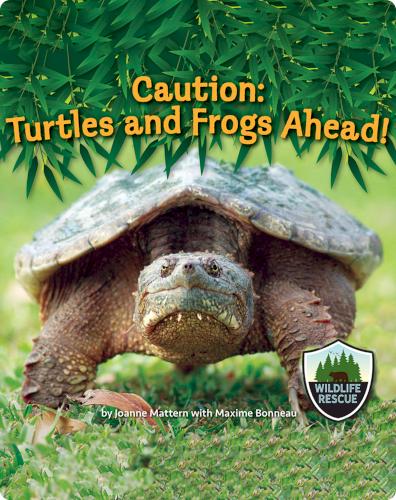 Caution: Turtles and Frogs Ahead!
