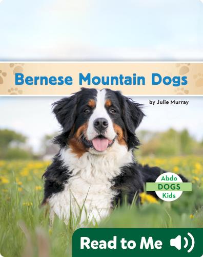 Bernese Mountain Dogs