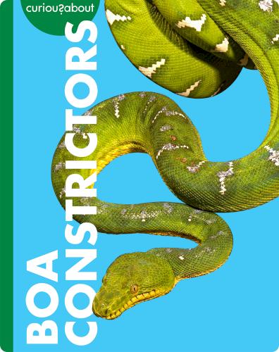 Curious about Boa Constrictors