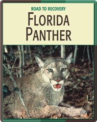 Road To Recovery: Florida Panther