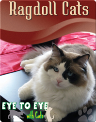 Eye To Eye With Cats: Ragdoll Cats