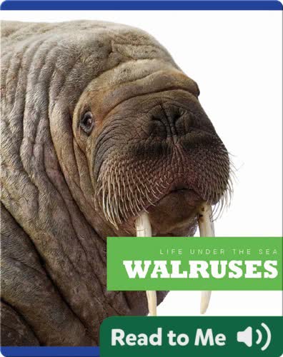 Walruses