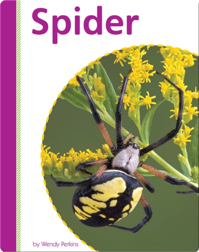Spider