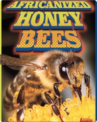 Africanized Honeybees