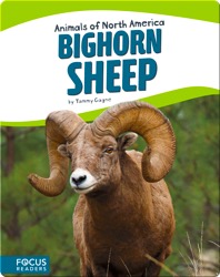 Bighorn Sheep