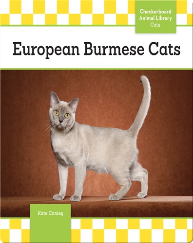 European Burmese Cats