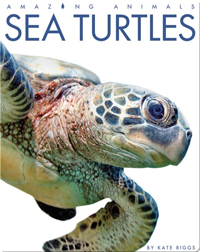 Sea Turtles