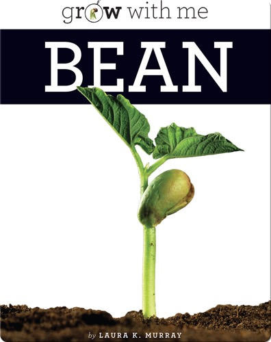 Bean