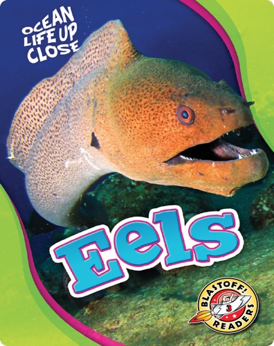 Ocean Life Up Close: Eels
