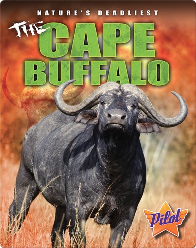 The Cape Buffalo