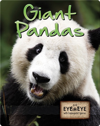 Giant Pandas