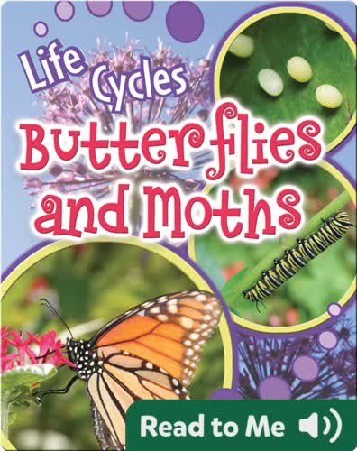 Butterflies and Moths