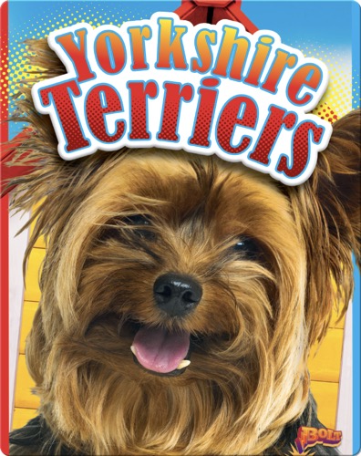 Yorkshire Terriers