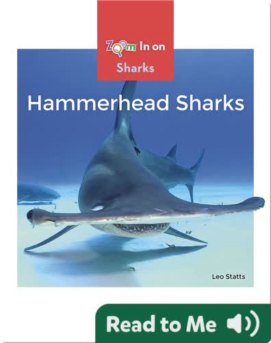Hammerhead Sharks