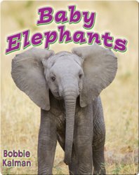 Baby Elephants