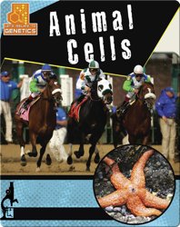 Animal Cells