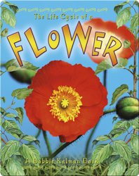 The Life Cycle of a Flower