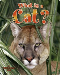 What is a Cat?