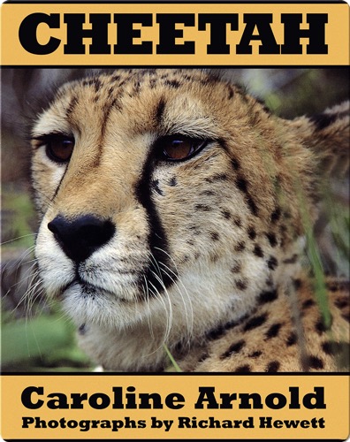 Cheetah