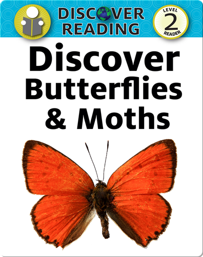 Discover Butterflies and Moths