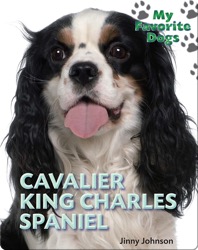 Cavalier King Charles Spaniel