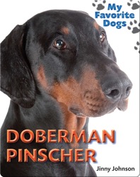 Doberman Pinscher