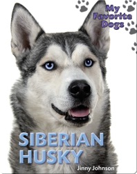 Siberian Husky
