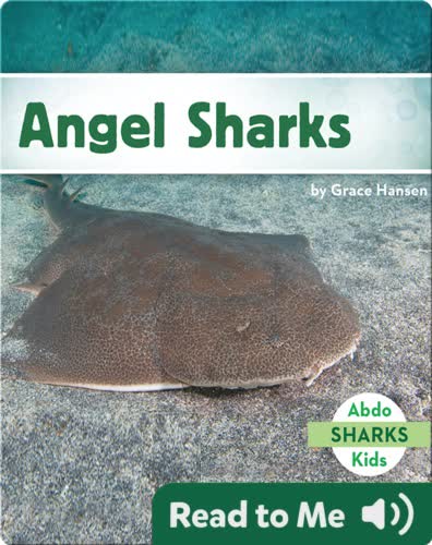 Angel Sharks