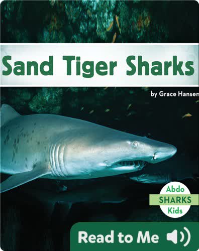 Sand Tiger Sharks