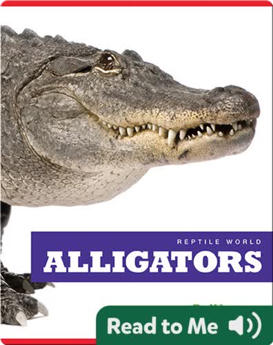 Reptile World: Alligators