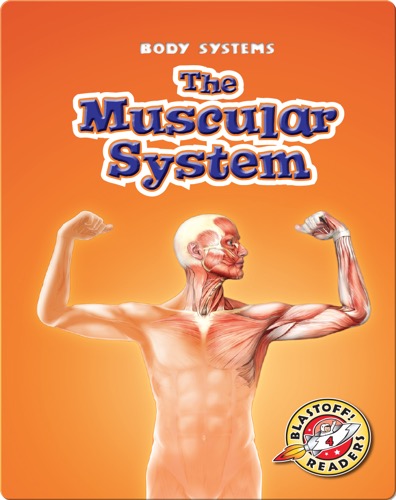 The Muscular System