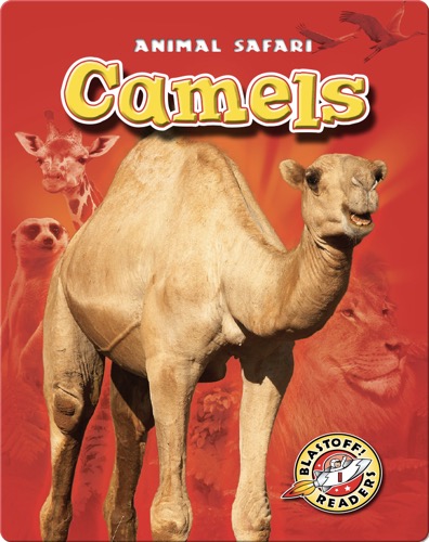 Camels