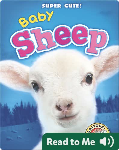 Super Cute! Baby Sheep