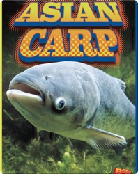 Asian Carp