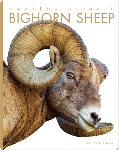 Bighorn Sheep