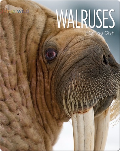 Walruses