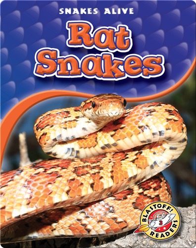 Rat Snakes