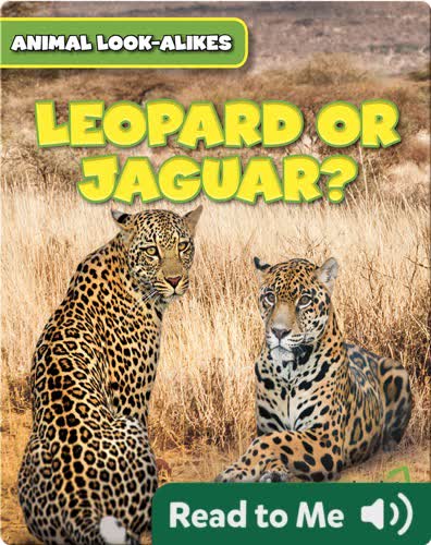 Leopard or Jaguar?