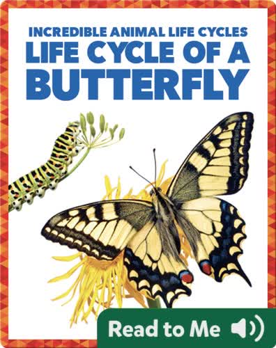 Life Cycle of a Butterfly
