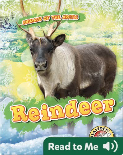 Reindeer