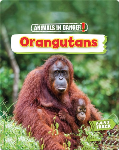 Animals in Danger: Orangutans