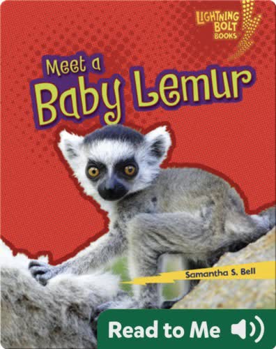 Meet a Baby Lemur