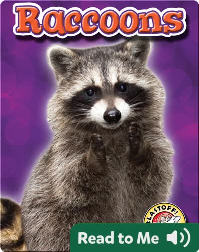 Raccoons: Backyard Wildlife