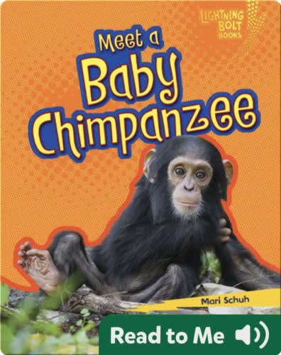 Meet a Baby Chimpanzee